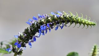 Grand prix de Saint-Jean : Salvia congestiflora, présentée par la pépinière Fleurs et Senteurs de Saint-Gueltas / Hénansal (22).